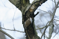 Treecreeper