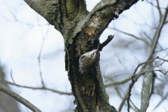 Treecreeper