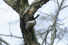 Treecreeper