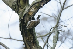 Treecreeper