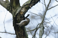 Treecreeper