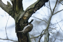 Treecreeper