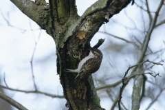 Treecreeper