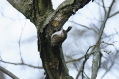 Treecreeper