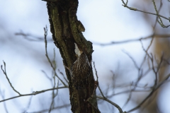 Treecreeper