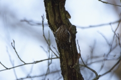 Treecreeper