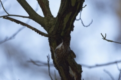 Treecreeper