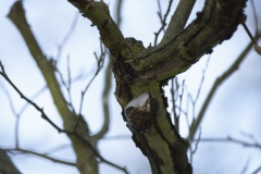 Treecreeper