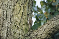 Treecreeper