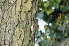 Treecreeper