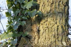 Treecreeper