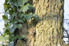 Treecreeper