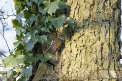 Treecreeper