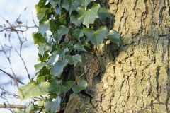 Treecreeper