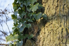 Treecreeper