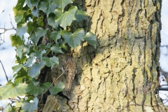 Treecreeper