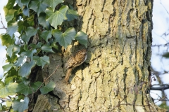 Treecreeper