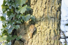 Treecreeper