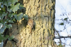 Treecreeper