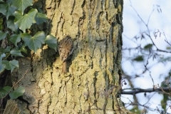 Treecreeper