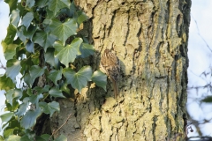 Treecreeper