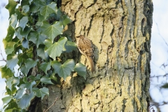 Treecreeper