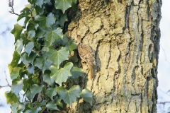 Treecreeper