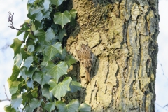 Treecreeper