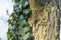 Treecreeper