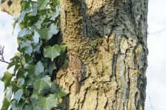 Treecreeper