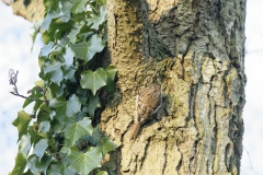 Treecreeper