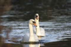 Swans