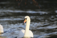 Swan