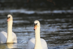 Swans