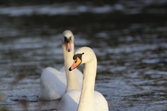 Swans