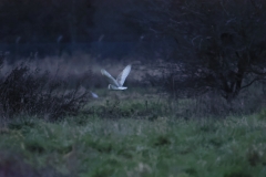 Barn Owl from distance in the dark