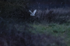 Barn Owl from distance in the dark