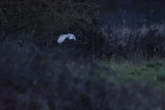 Barn Owl from distance in the dark