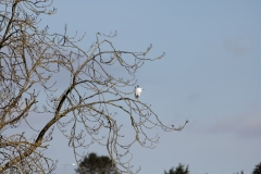 Little Egret in Tree