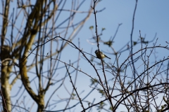 Blue Tit in Tree