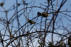 Blue Tit in Tree