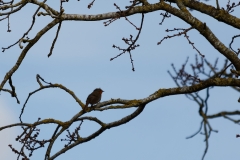 Robin in Tree