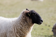 Sheep with Black Face