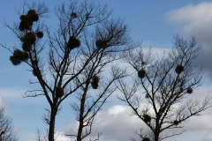 Strange Shapes on Tree