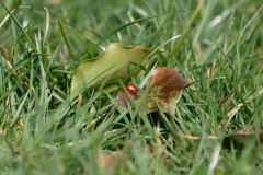 Ladybird on Leave