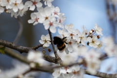 Bumblebee on Blossom