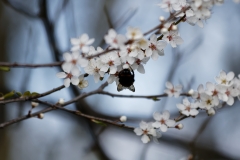 Bumblebee on Blossom