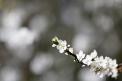 Blossom
