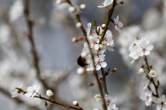 Bumblebee on Blossom