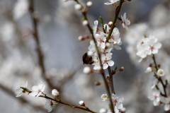 Bumblebee on Blossom